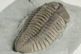 Huge, Flexicalymene Trilobite - Monroe, Ohio #203136-5